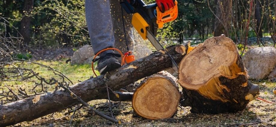 Trusted-Tree-Care-Services